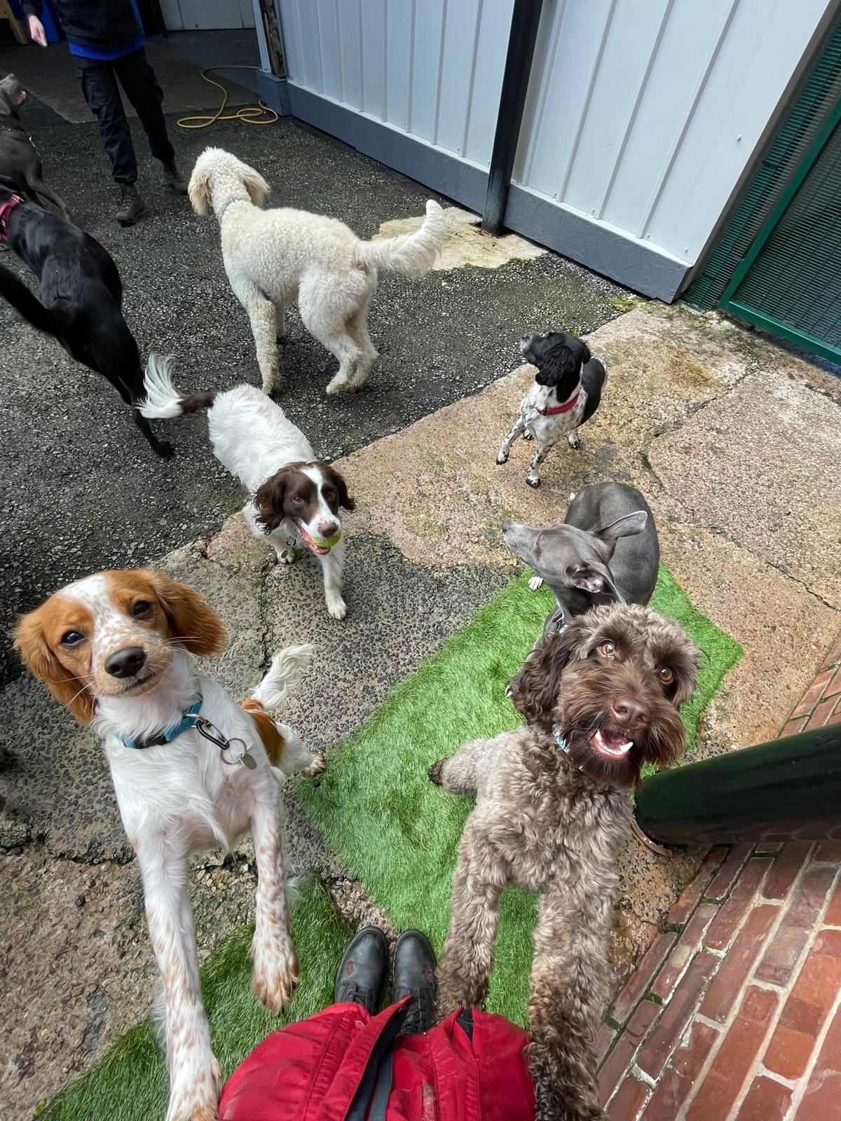 Doggy Day care Trial session